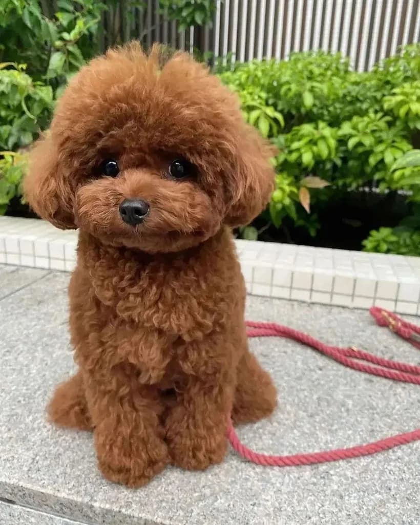 A small red toy poodle sitting on a wall, looking at the camera
