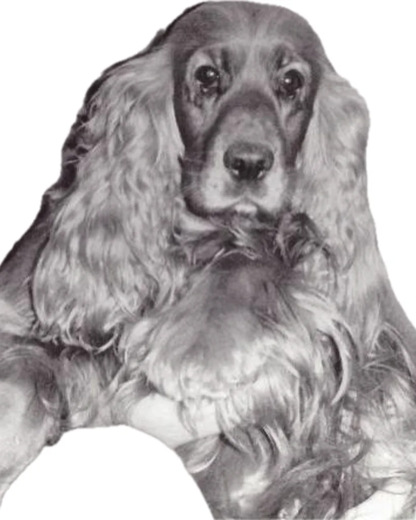 An old black-and-white photograph of a cocker spaniel