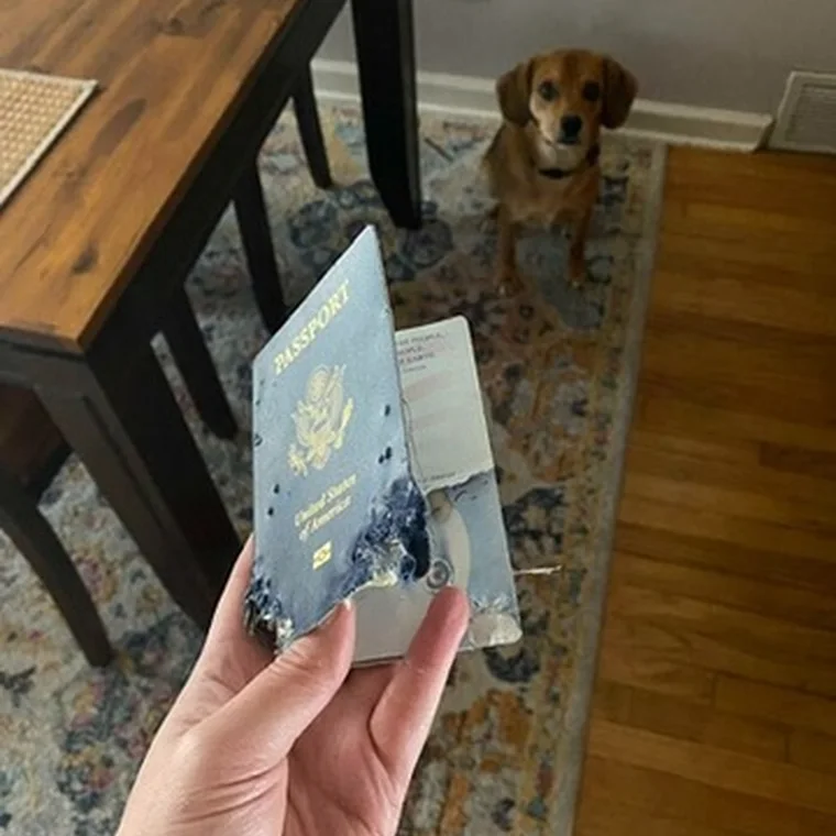 A beagle sitting behind a passport held up to the camera
